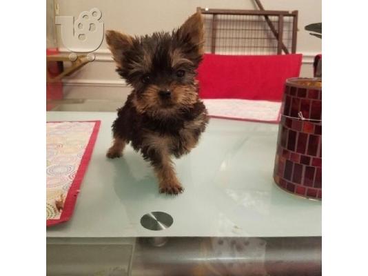 Μικρά κουτάβια Yorkie για 200 €